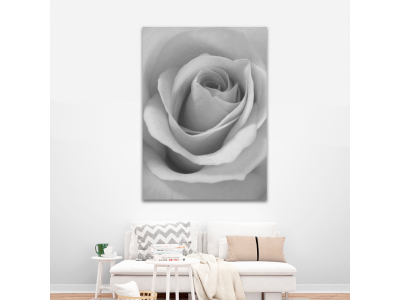 Rosa en gris