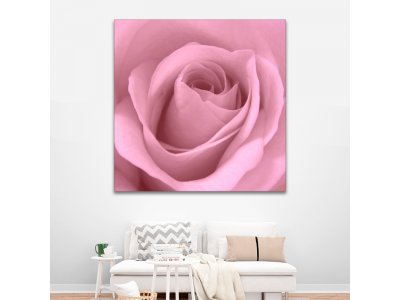 Bella rosa