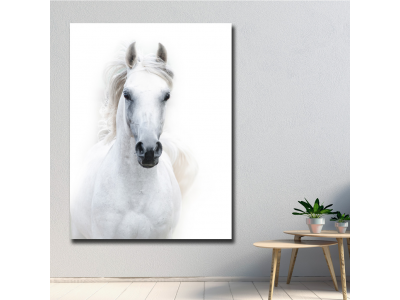 Caballo arabe blanco