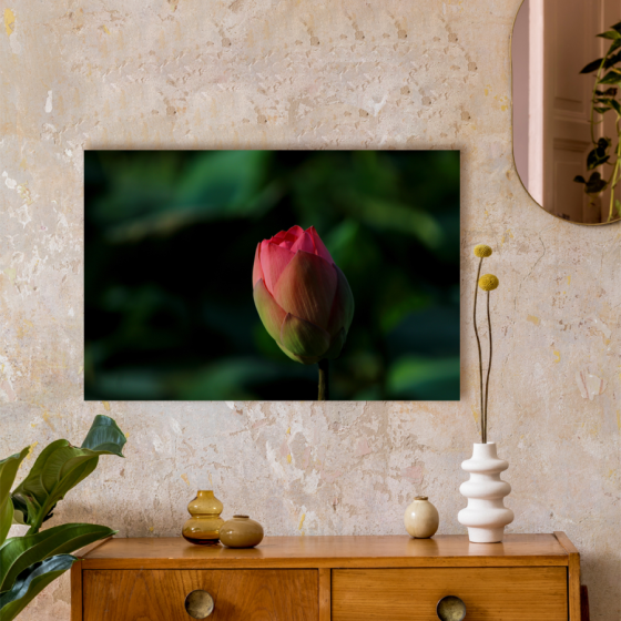 Capullo Rosa