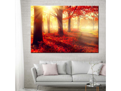 El sol en el bosque rojo